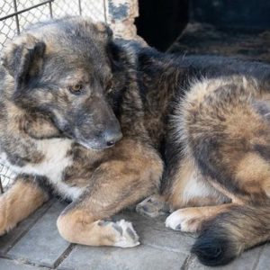 NELLIE - reserviert (Silke) - vermittelt