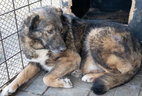 NELLIE - reserviert (Silke) - vermittelt