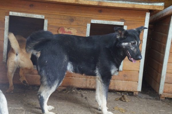 NELSON - reserviert Manuela - vermittelt – Bild 5