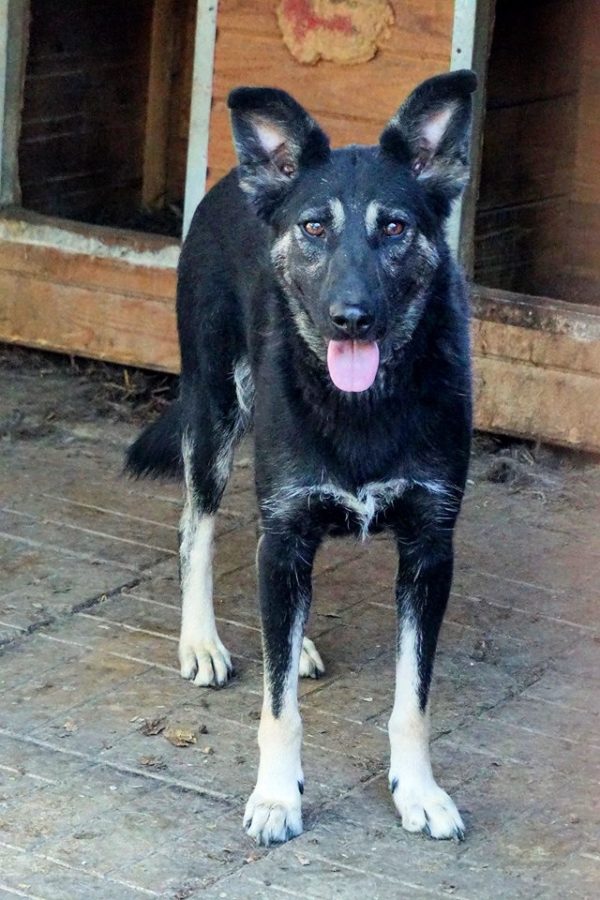NELSON - reserviert Manuela - vermittelt – Bild 4