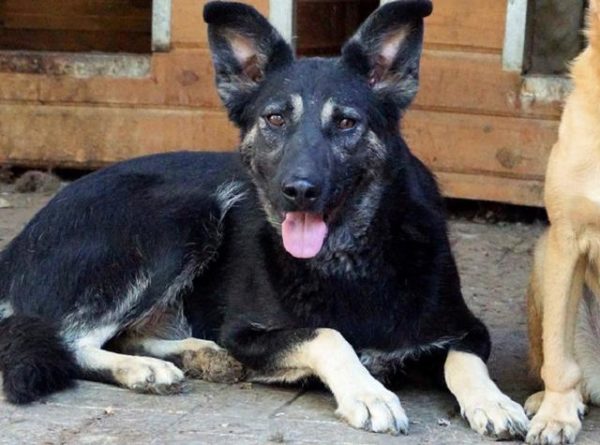 NELSON - reserviert Manuela - vermittelt