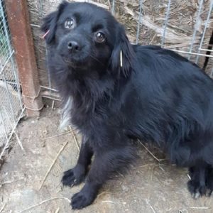 NERO - reserviert Anna (MH) - vermittelt