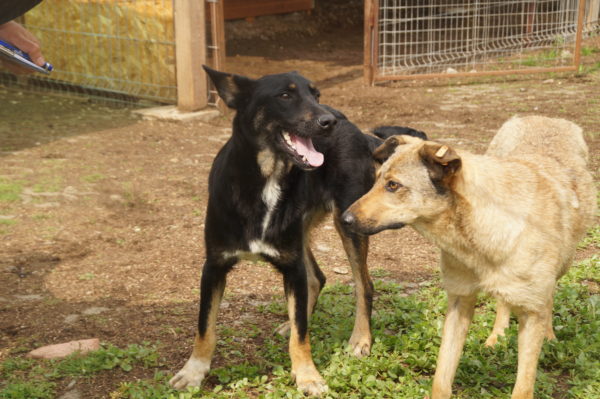 NEWTON - reserviert 4animals vermittelt – Bild 6