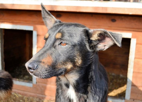 NEWTON - reserviert 4animals vermittelt – Bild 12
