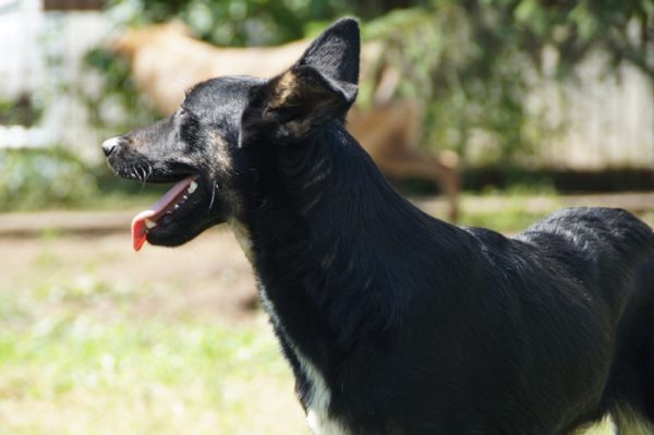 NEWTON - reserviert 4animals vermittelt – Bild 8