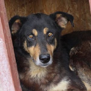 NICCO - reserviert Lorraine - vermittelt