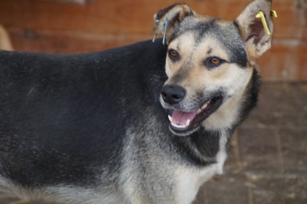 NICK - reserviert 4animals vermittelt – Bild 2