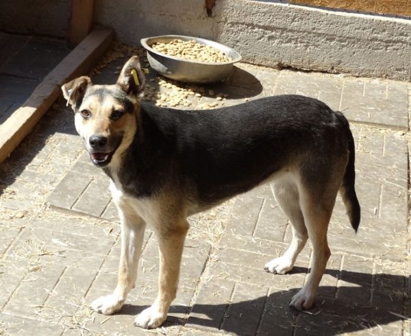 NICK - reserviert 4animals vermittelt – Bild 6