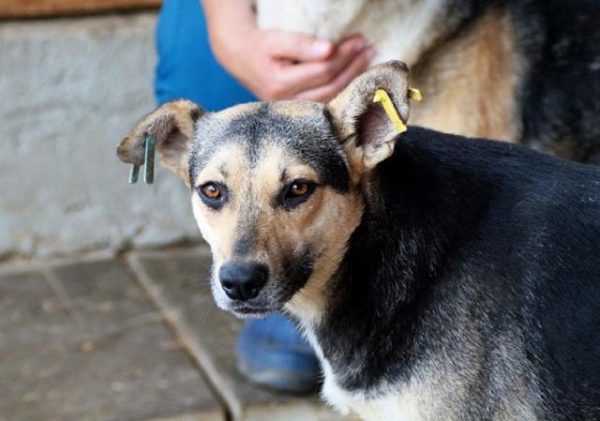 NICK - reserviert 4animals vermittelt – Bild 13