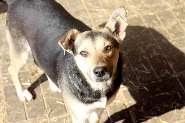 NICK - reserviert 4animals vermittelt – Bild 7