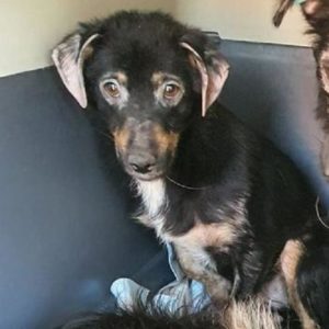 NOIR - reserviert Nadine - vermittelt