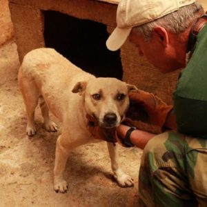 NOSHI - auf Pflegestelle in PLZ 6 - vermittelt