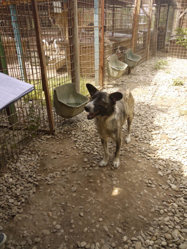TOBY (♂) - ausgereist zur Tierhilfe Lebenswert – Bild 8