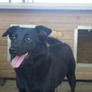 PEPPINO - reserviert Tierschutzteam Rösrath - vermittelt