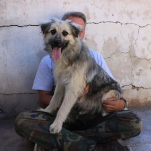 PINKO - reserviert Tierschutz Team - vermittelt