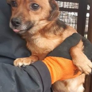 LURCHIE - reist auf PS 61184 - SE - vermittelt