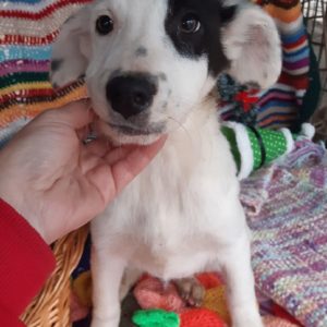 SNOOPY - reserviert Vergessene Pfoten Stuttgart - vermittelt