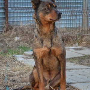 RAOUL - reserviert Tierheim Burgdorf - vermittelt