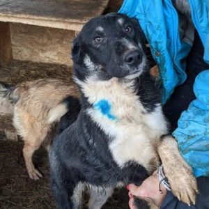 RASPY - reserviert Kathleen - vermittelt