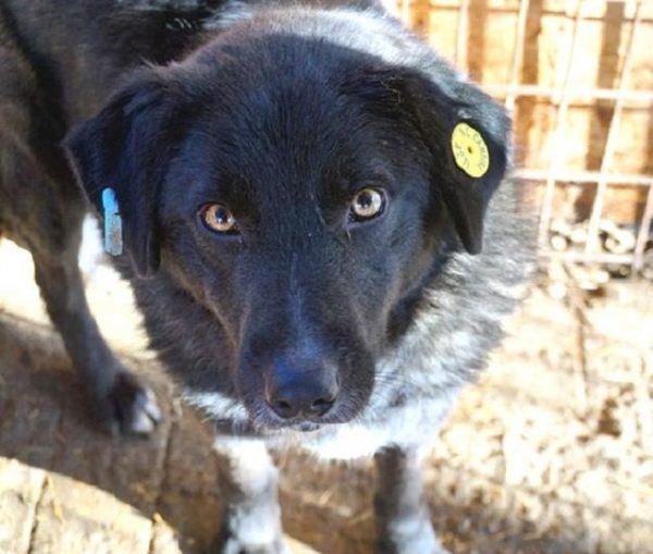 RICK - reserviert THL DogR (01/21) - vermittelt