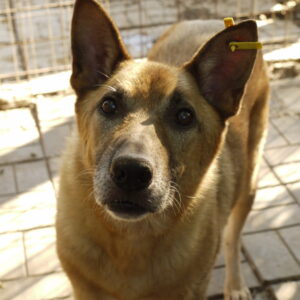 ROYCE - vermisst 11/2021