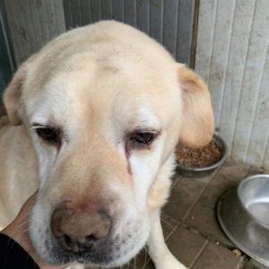 RÜMLI - Labrador (Mix) - reserviert 4animals - vermittelt