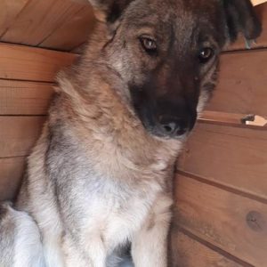 SAMMY - vermisst 04/2023