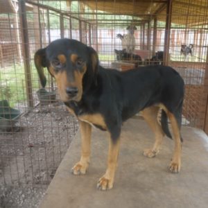 SASHIMA – reserviert Tierhilfe Lebenswert - vermittelt