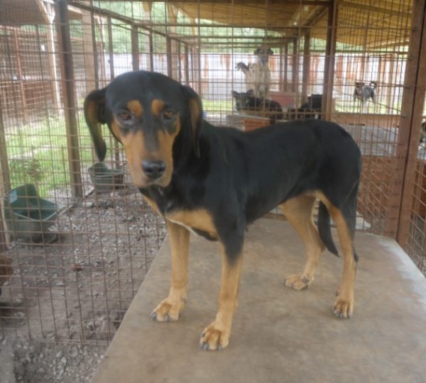 SASHIMA – reserviert Tierhilfe Lebenswert - vermittelt
