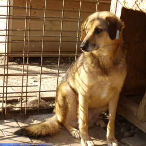 SETAY - reserviert NadineH - vermittelt