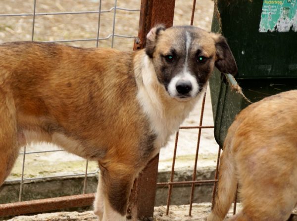 SINATÓ (FRIDO) - reserviert ES (NH) - vermittelt – Bild 8