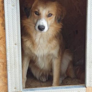 SKIPPER - reserviert THL DogR - vermittelt
