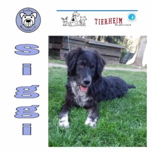 Siggi in 56626 Andernach *vermittelt*