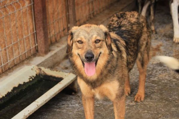 TAMMI- reserviert Menschen für Tiere Landau (Silke) - vermittelt
