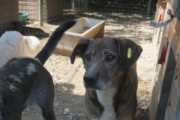 TENNO - reserviert THL DogR (NadineZ 12/20) - vermittelt – Bild 2