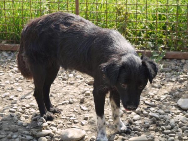 TERESA - reserviert Tierhilfe Lebenswert DR - vermittelt