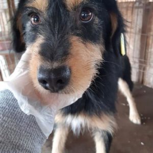 TIBBY - reserviert Vergessene Pfoten Stuttgart - vermittelt