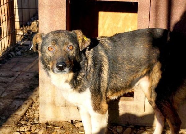 TOSHA - Notfall - viel zu dünn, Mobbingopfer! - reserviert Tierhilfe Lebenswert DR – Bild 7