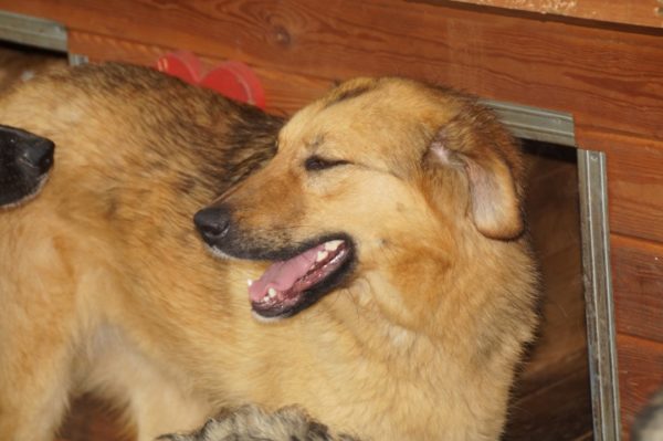 TRUDCHEN (INSA) - reserviert Stinkefußfarm Brekenrühe - vermittelt – Bild 5