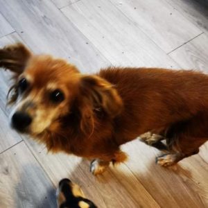 TRUDEL - reserviert Menschen für Tiere Landau (Silke) - vermittelt