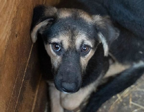 TUANA - Notfall - sehr dünn - seit 2019 im Shelter - vermittelt Manuela – Bild 3