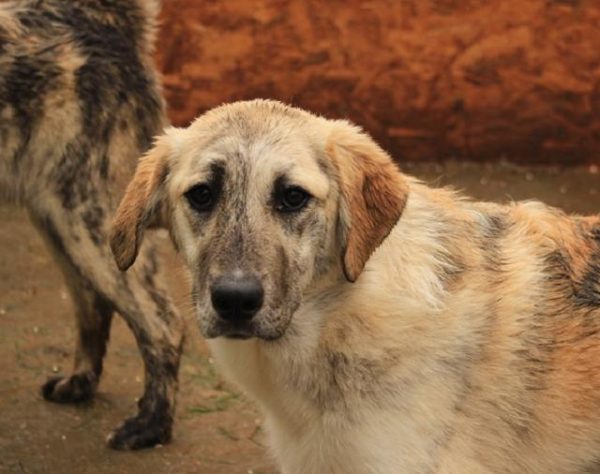 TULIP - reserviert Hilfe für Herdenschutzhunde - vermittelt