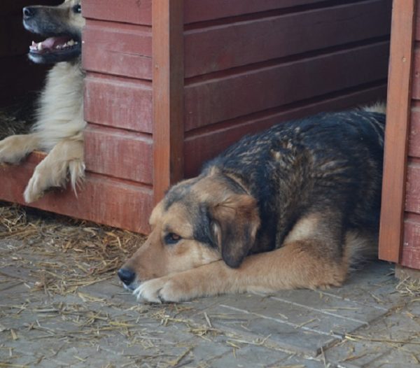 TYSON - seit mind. 2016 im Shelter - ausgereist zum TH Iserlohn – Bild 8