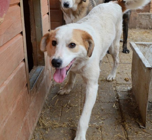 VALEA (NIKY) - war seit 2017 im Shelter - PDR PS im PLZ Bezirk 58 - vermittelt – Bild 14