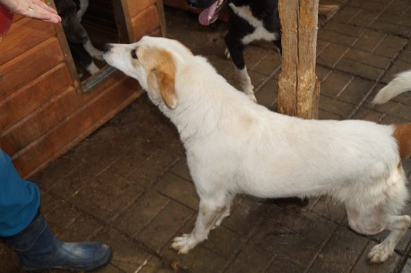 VALEA (NIKY) - war seit 2017 im Shelter - PDR PS im PLZ Bezirk 58 - vermittelt – Bild 19