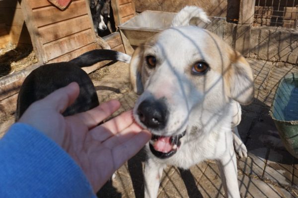 VALEA (NIKY) - war seit 2017 im Shelter - PDR PS im PLZ Bezirk 58 - vermittelt – Bild 13