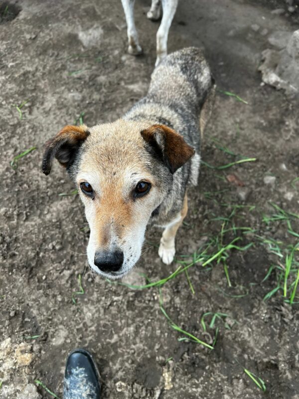 VIGGO - seit mind. 2016 im Shelter - vermittelt Manuela – Bild 8