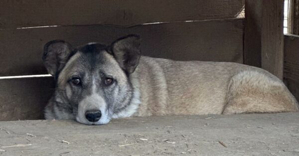 KUBA (♀) – Bild 6