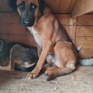BALUGA lebt im Open Shelter Baile Herculane