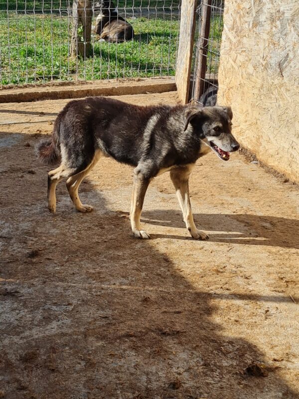 ZORRO - vermittelt Manuela – Bild 11